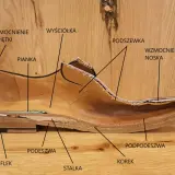 Przekrój buta z widocznymi elementami: obcas, podeszwa, flek, stalka, korek, podpodeszwa, szew, pas, wzmocnienie noska, podszewka, pianka, wyściółka, wzmocnienie zapiętki.