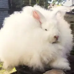 Puszysty królik rasy angora, niczym biała chmurka, siedzi na tle domu.
