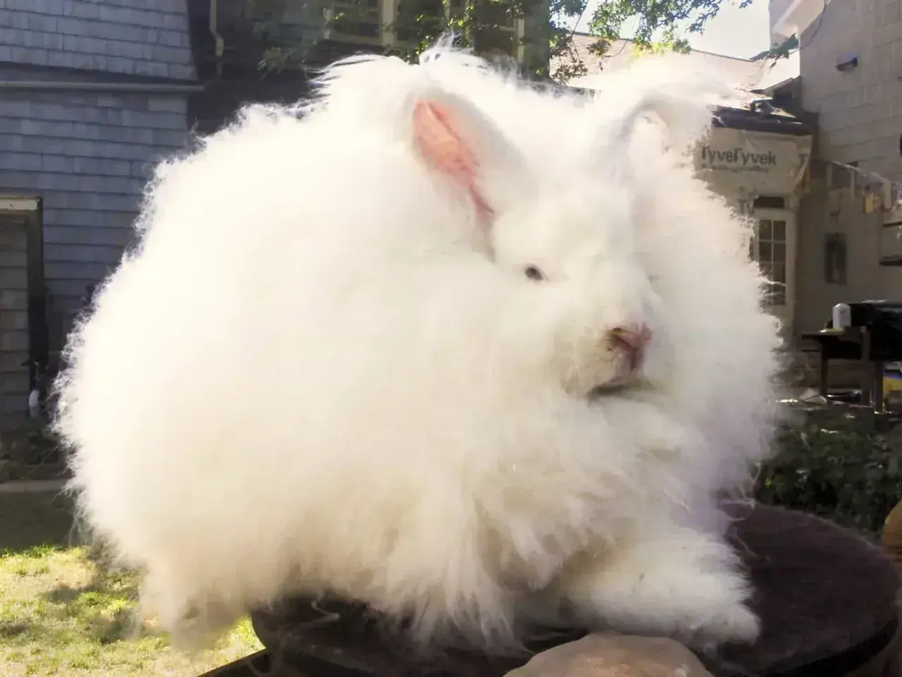 Puszysty królik rasy angora, niczym biała chmurka, siedzi na tle domu.