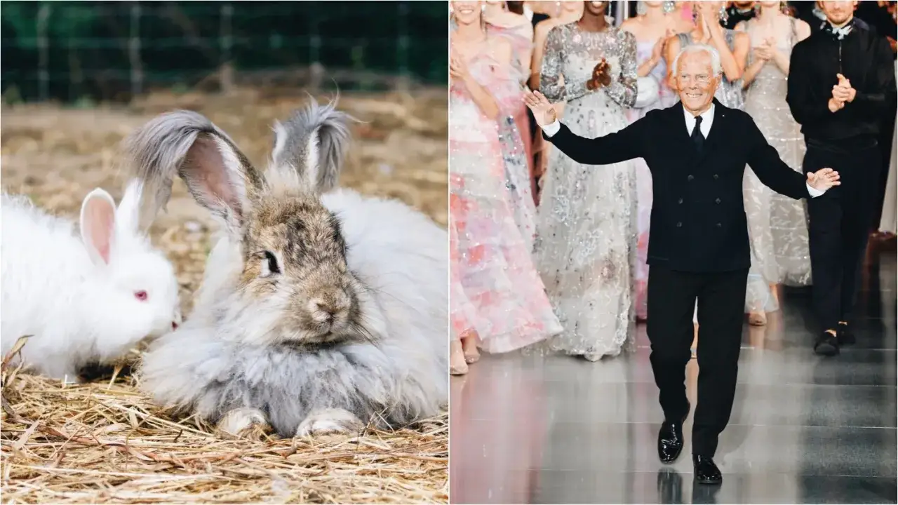 Dwa króliki angory, jeden biały, drugi szary, leżą na sianie. Obok Giorgio Armani na wybiegu w otoczeniu modelek.